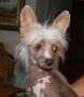 Row-Sand's Cassill My Dream Chinese Crested