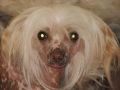 Gypsies Stardust Tinkerbell Chinese Crested