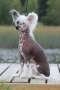 Zhannel's Most Wanted Chinese Crested