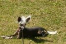Eugenios Twinkle Little Star Chinese Crested