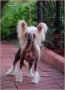 Irgen Gold Chili Chinese Crested