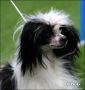 Chattanooga's Walk Don't Run Chinese Crested