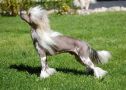 Endless Story   Dandy Mate Chinese Crested