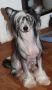 Sun Dan Dressed For Success Chinese Crested