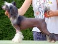 Energy Di Boogy-Woogy Chinese Crested