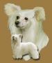 Chineseblue's Bailys Creme Chinese Crested