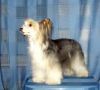 Bedlam Uptown Girl Chinese Crested