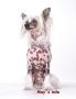 May's mile Alliss Chinese Crested