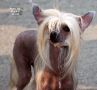 Irgen Gold Yustisya Chinese Crested
