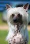 Ashantal Envy Of The Gods Chinese Crested