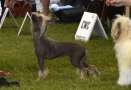 Rosa Exotic World FCI Chinese Crested