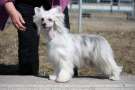 Zhannel's Hubba Bubba Chinese Crested