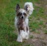 Bahama Pastoral Chinese Crested