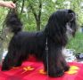 Virginia Black of Channel Chinese Crested