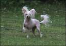 Taijan Dreamer Only For You Chinese Crested