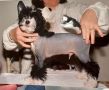 Willow's Paz Man V Gingery Chinese Crested