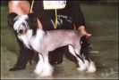 Moonswift Queen Bee Chinese Crested