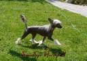 Smedbys Nordguld. Chinese Crested