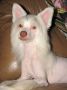 Bear Creeks Chief White Cloud Chinese Crested
