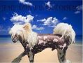 Lou-Gin Littlest Emperor Chinese Crested