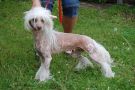Local Hero's Passion Chinese Crested
