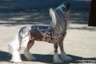 Maybell's Ugly Duckling Chinese Crested