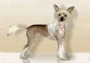 Bohemian Supreme De GabriTho Chinese Crested