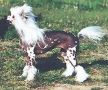 Oriental Jokes Red Panther Chinese Crested