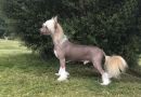 Be My Dog's Vaudeville Hook Chinese Crested