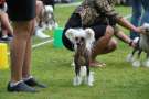 Ridgecrest's Born To Win Chinese Crested