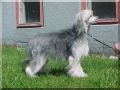 Zhannel's La Bouche Chinese Crested