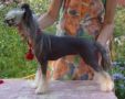 Angel O' Check Coca-Cola Chinese Crested