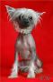 Angel O' Check Prinzessa Chinese Crested