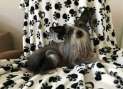 Maybell's Amazing Kiss Chinese Crested
