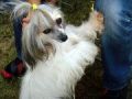 Cykoria z Ogrodu Fauny Chinese Crested