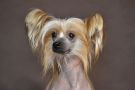 Nimfetka s Buhty Appolona Chinese Crested
