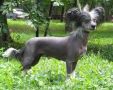 Moonswift Just Jasmine Chinese Crested