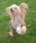 Talk About Me of Roxy's Pride Chinese Crested