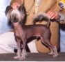 Jewels Millenium Party Chinese Crested