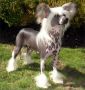Chinois Chevalier Chinese Crested