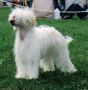 Secret Line's Touch Of Angel Chinese Crested