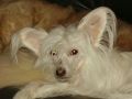 Nightdream Ming-Na Chinese Crested
