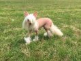 Neiva Greyis Miracolo Dell'anima Chinese Crested