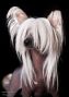 Xioma Set The World To Burn Chinese Crested
