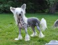 K9Madness Crested Impala Chinese Crested