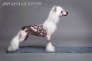 Just Love Me Heybett Chinese Crested