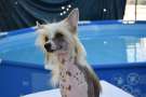 Anda Frelsis India Chinese Crested
