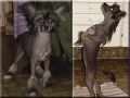 Sea Fire's Quenell Chinese Crested