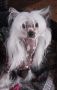Xioma Witches Brew Chinese Crested