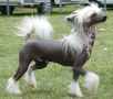 Solino's Jackpot Contender for Mohawk Chinese Crested